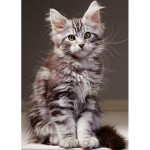 Casse-tête : Le chaton Maine Coon - 1000 pcs - Nathan