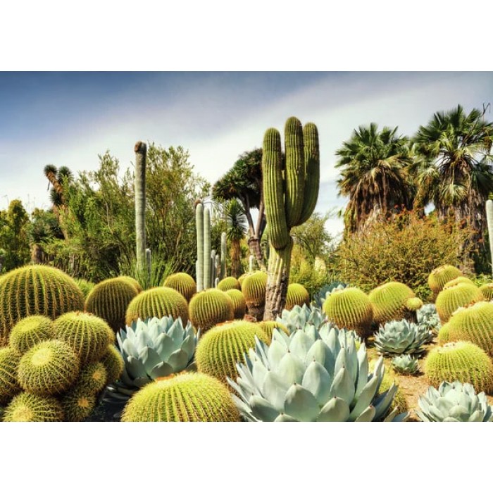 Casse-tête : Beautiful Garden - Huntington Desert, USA - 1000 pcs - Ravensburger *